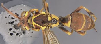 Media type: image;   Entomology 33160 Aspect: habitus dorsal view